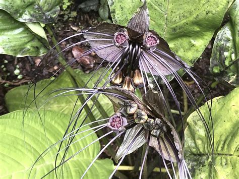 Spooky plants for Goth gardens